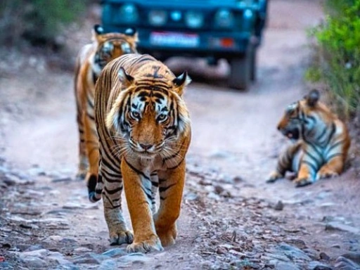 Tour del Triángulo Dorado con Ranthambore